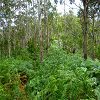Plants: image 112 Of 131 Thumb